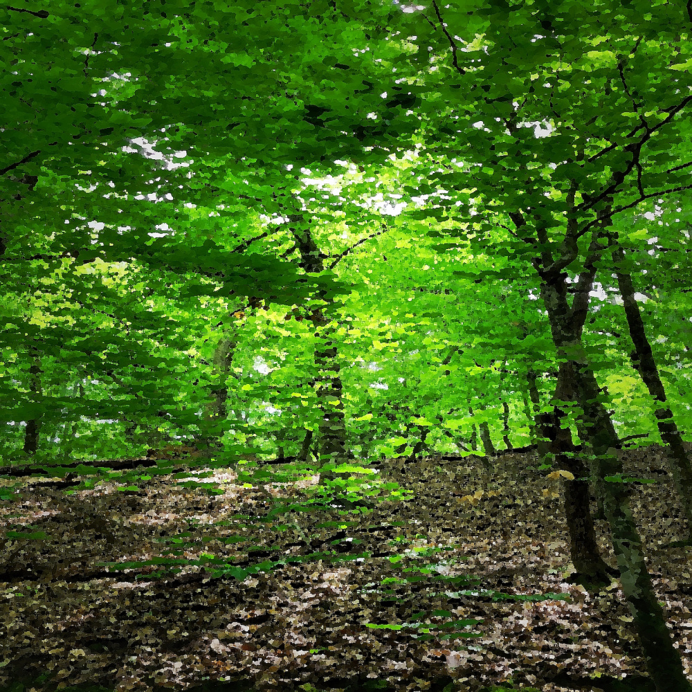 Forest Bathing, Pt. 2