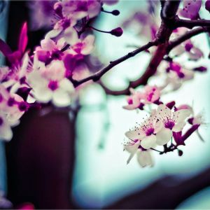 Album Calming Sounds | Massage & Serenity from Mindfulness Mediation World