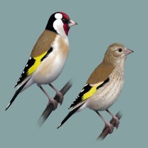 ดาวน์โหลดและฟังเพลง Bird sounds - Goldfinch พร้อมเนื้อเพลงจาก Polskie Ptaki