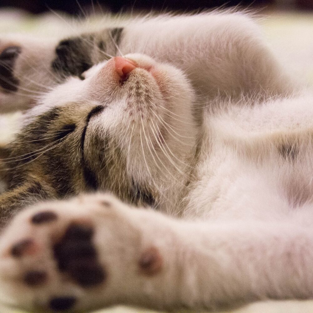 Purrfect Peace