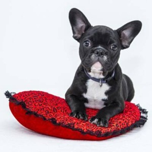 Dengarkan lagu I Love My Dog nyanyian Press Play Picture House dengan lirik