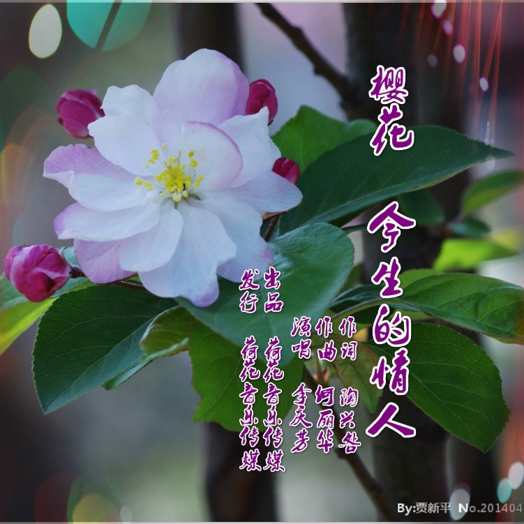 樱花 今生的情人 (伴奏)