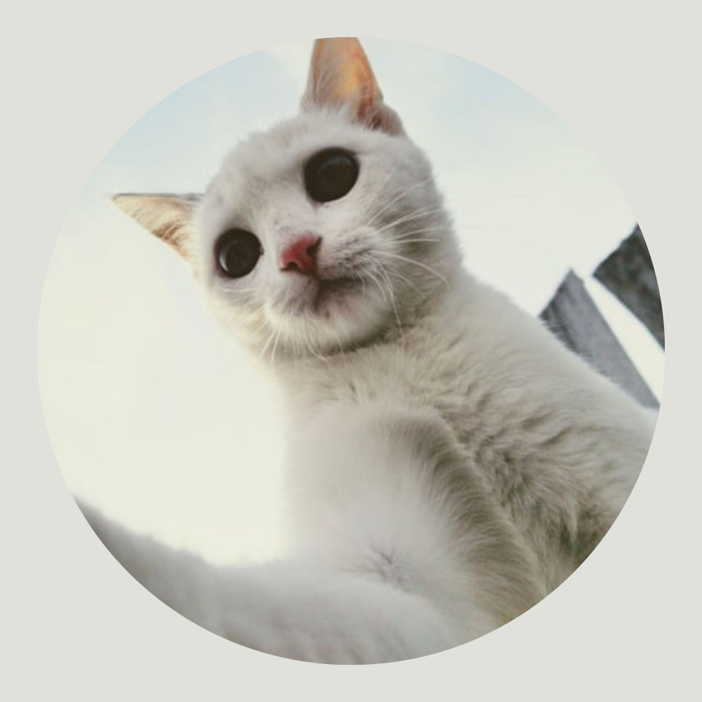 Happy Ambiance for Nocturnal Cats