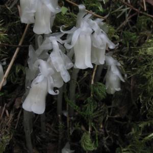 收聽VLASS的what i sowed歌詞歌曲