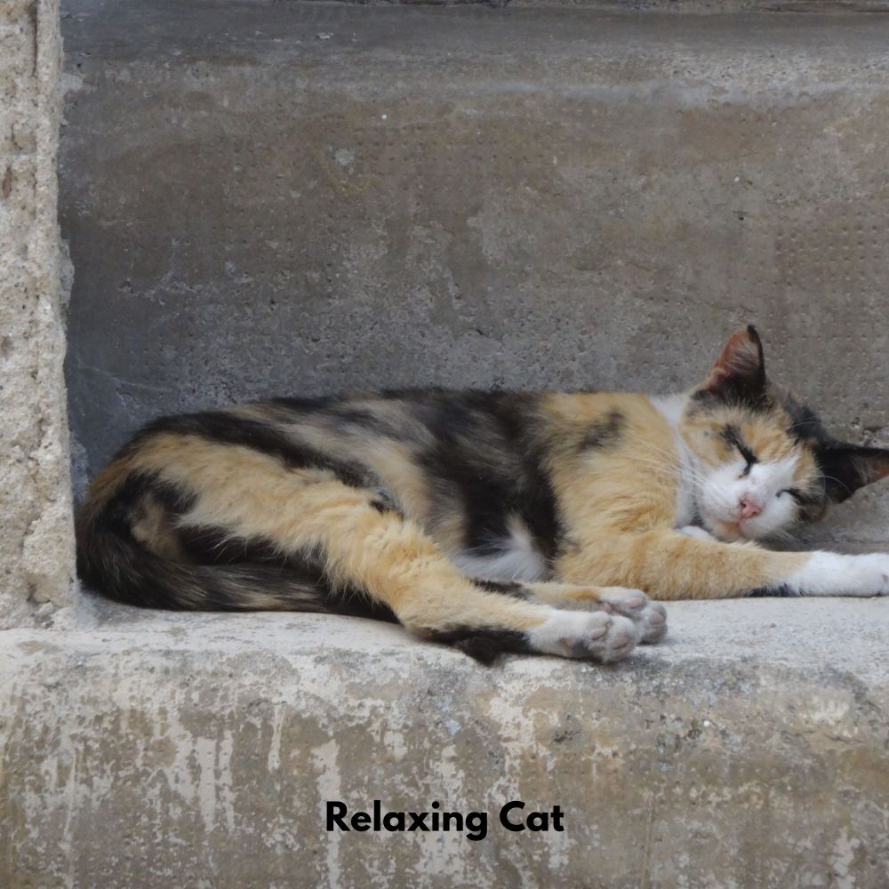 Pawful Tranquil Sounds
