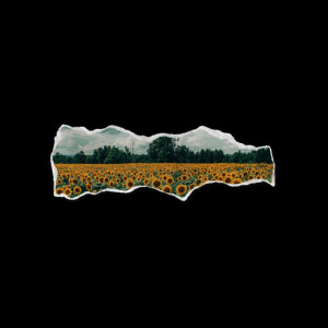 Album Sunflower (Explicit) from Meeslife