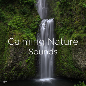 Dengarkan Calming Music & Birds lagu dari Nature Sounds dengan lirik