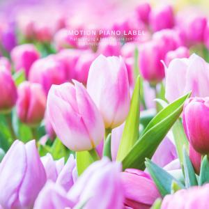 Dengarkan Romantic Night lagu dari Jeong Soli dengan lirik