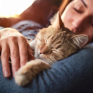 ดาวน์โหลดและฟังเพลง Melodías Serenas Para Gatos พร้อมเนื้อเพลงจาก Relaja a mi gato