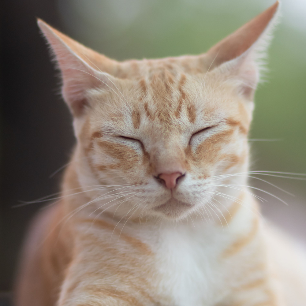 Feline's Flame in the Forest's Fringe