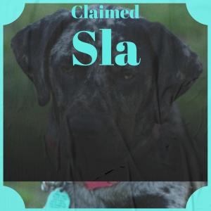 Album Claimed Sla from Various