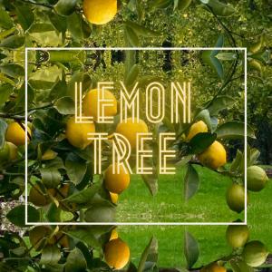 Soup的专辑Lemon Tree