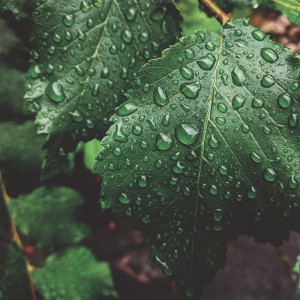 Rainforest Sounds dari Nature Sounds Collection