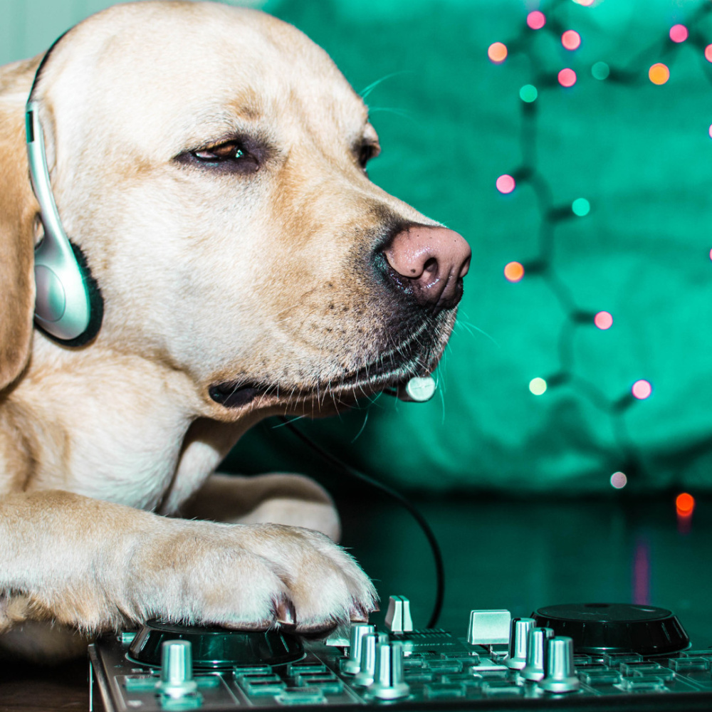 Ambient Music Playful Melodies