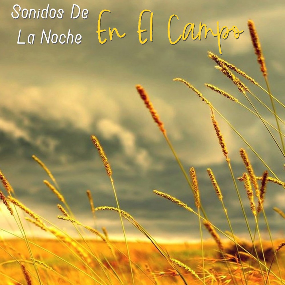 Sonidos De La Noche En El Campo