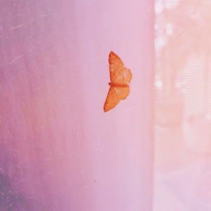 收聽Mario Fica的Mariposa歌詞歌曲
