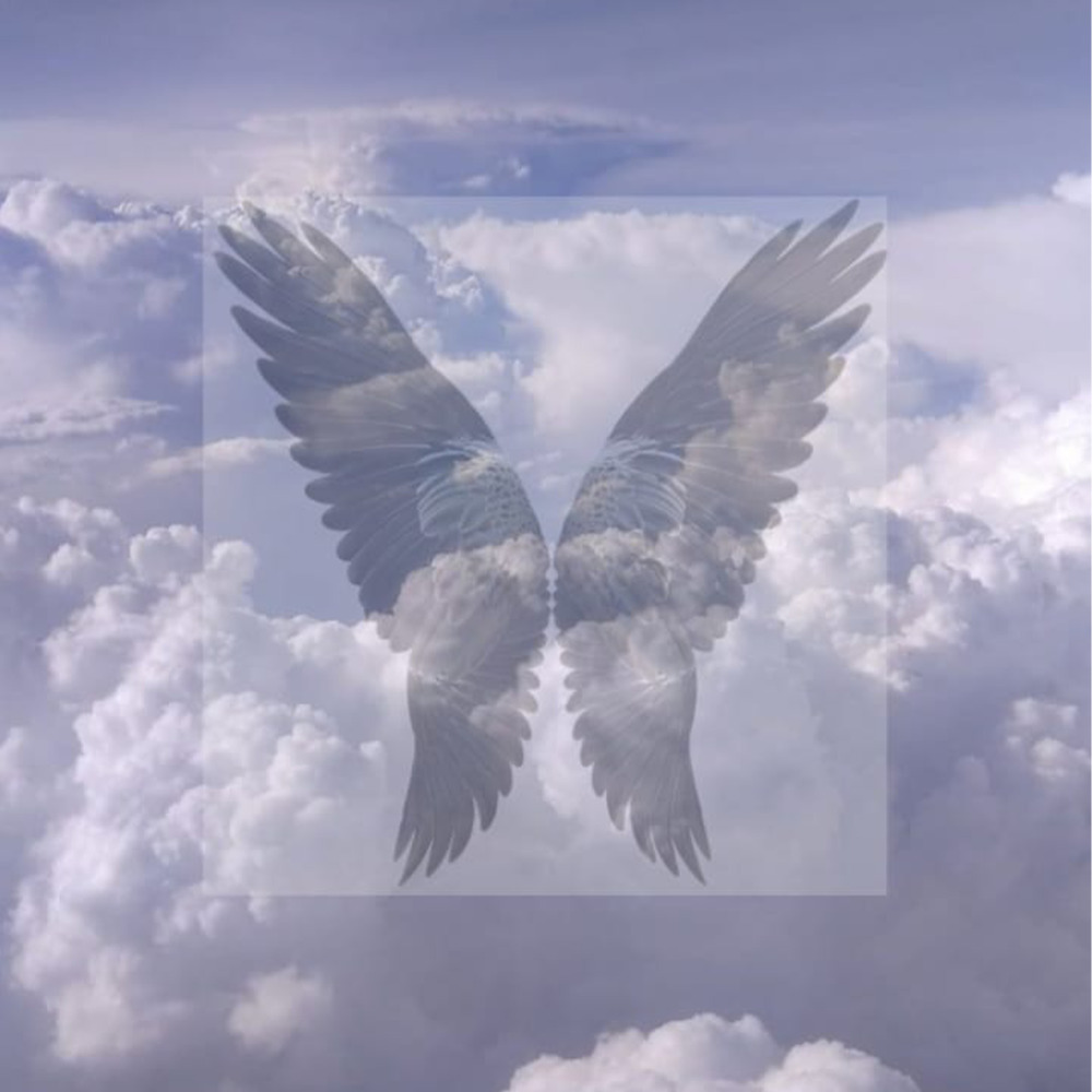 Fly