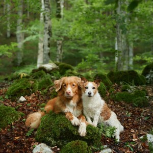 ดาวน์โหลดและฟังเพลง Tranquil Dog Tunes พร้อมเนื้อเพลงจาก Music For Dogs Peace