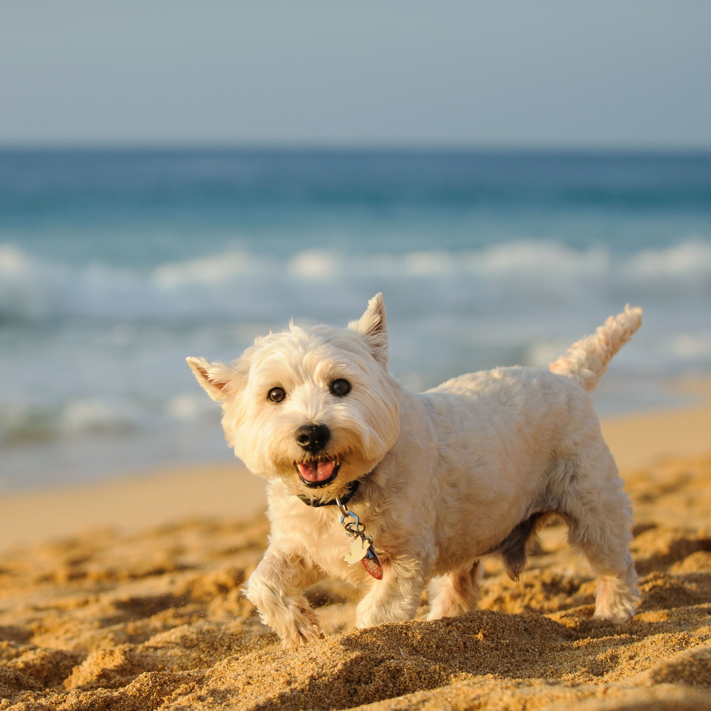 Dogs' Day Out in Musical Bliss
