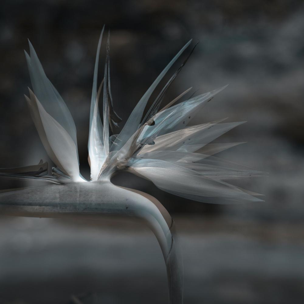 Falling Into Place