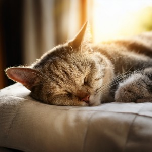 ดาวน์โหลดและฟังเพลง Los Ecos Pacíficos Calman A Los Gatos พร้อมเนื้อเพลงจาก Gato Chillout