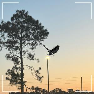 Freud的專輯Ryder' Flew