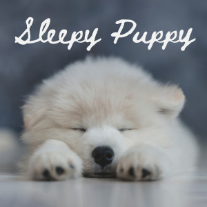 Sleepy Puppy (Gentle Piano for Dogs, Birds Sounds for Dog Relaxation) dari Animal Melody Wizard