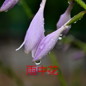 Album 雨中花 from 玉梅君