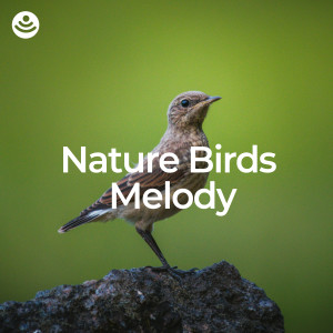 อัลบัม Nature Birds Melody ศิลปิน Nature And Bird Sounds