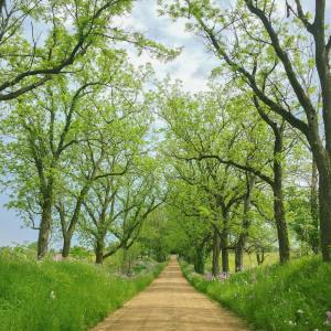 Listen to Fall Easily into Deep Sleep song with lyrics from Deep Sleep