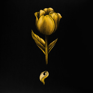Album Rise / Fall from 