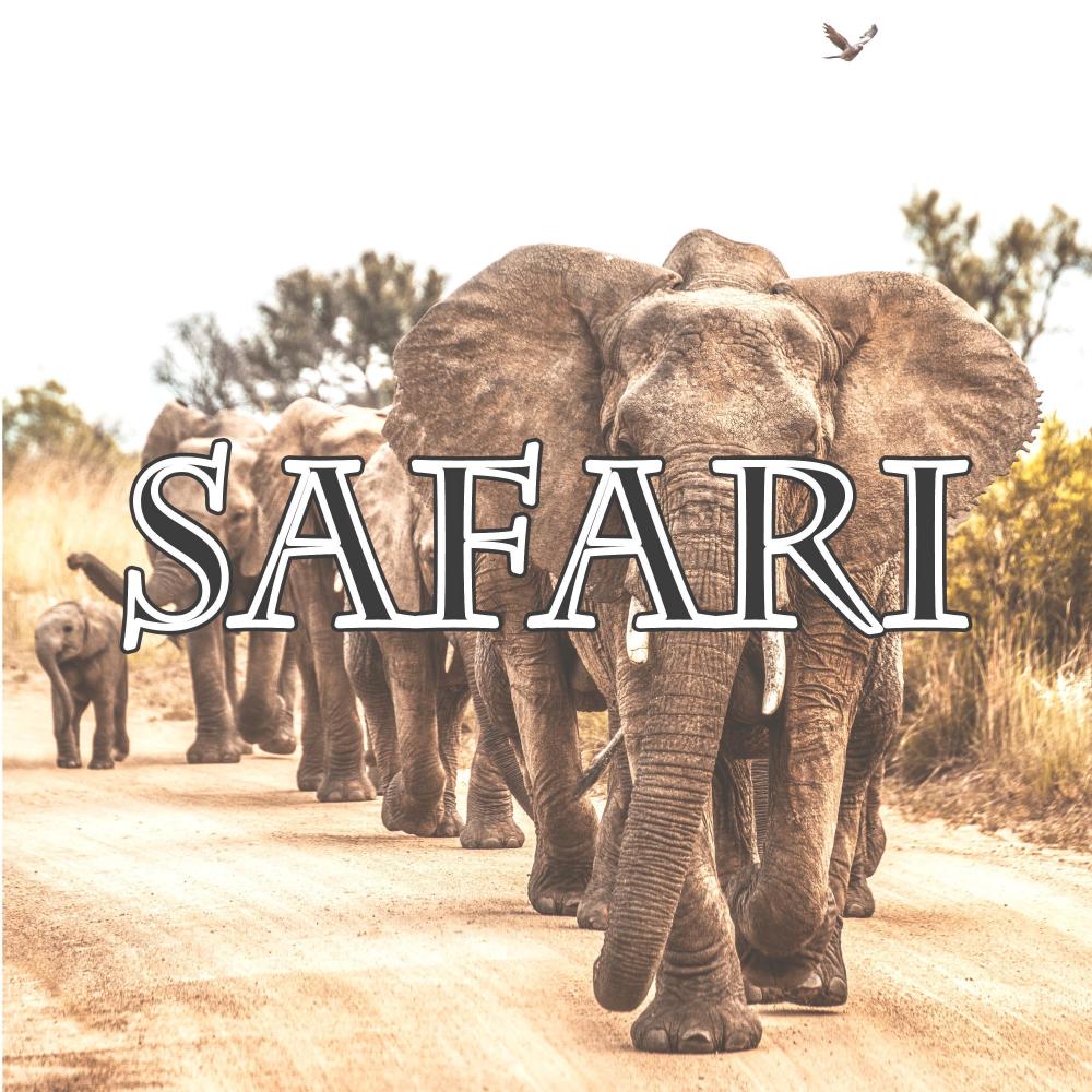 Safari