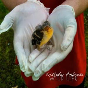 ดาวน์โหลดและฟังเพลง Wild Life พร้อมเนื้อเพลงจาก Kristofer Ambrose
