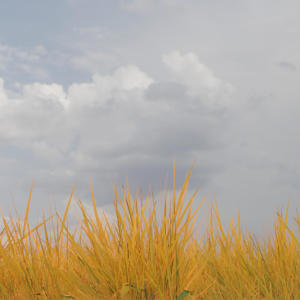 ดาวน์โหลดและฟังเพลง Grass พร้อมเนื้อเพลงจาก Bitles