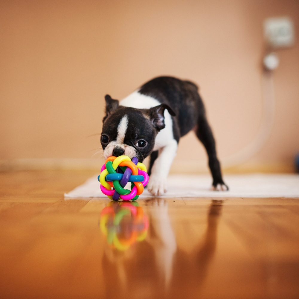 Calm Canine Compositions