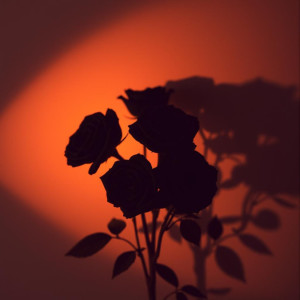 ดาวน์โหลดและฟังเพลง Black Roses พร้อมเนื้อเพลงจาก Ussy