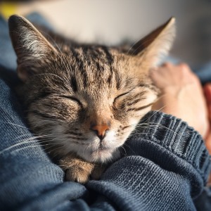 ดาวน์โหลดและฟังเพลง Ambiente Tranquilo Para Descansar Mejor พร้อมเนื้อเพลงจาก Melodías para Gatos Dormidos
