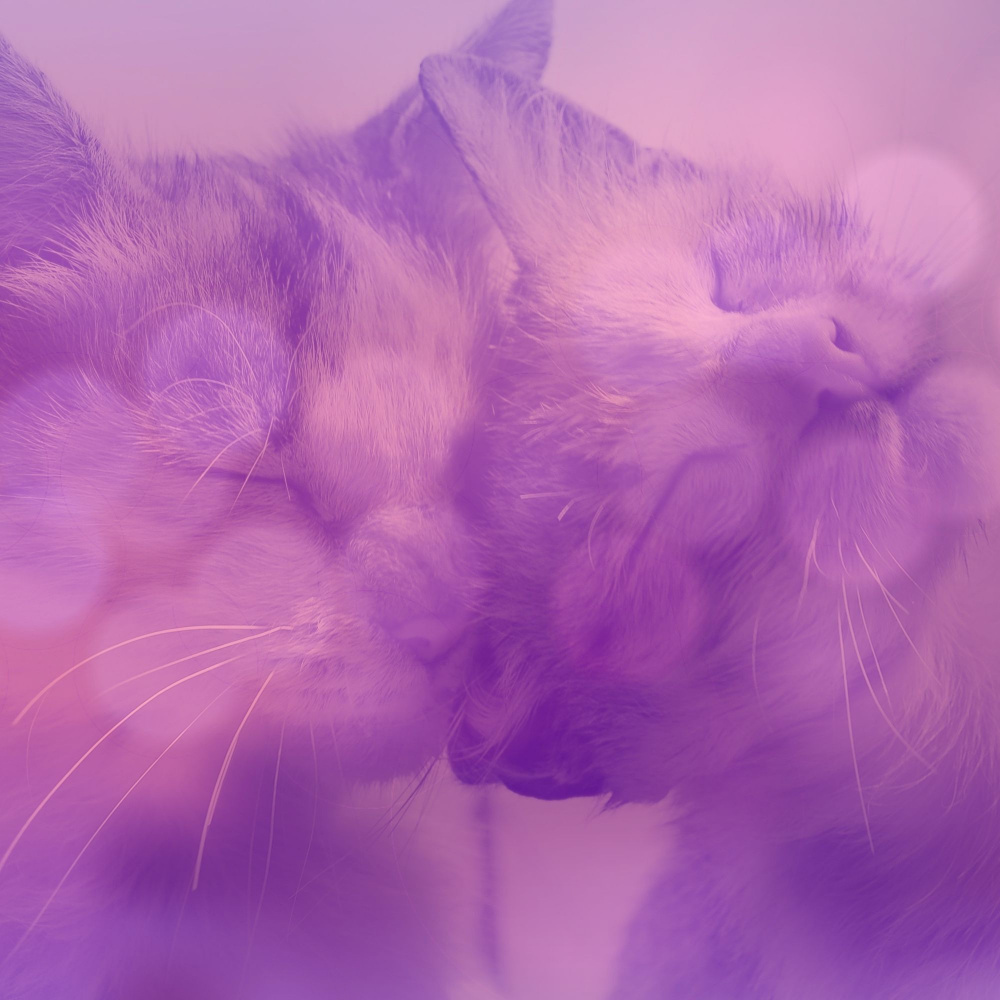 Brilliant Ambiance for Lounging Kittens