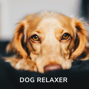 อัลบัม Dog Relaxer ศิลปิน Dog Music Experience