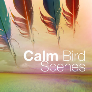 ดาวน์โหลดและฟังเพลง Water Under the Bridge พร้อมเนื้อเพลงจาก Calm Bird Sounds