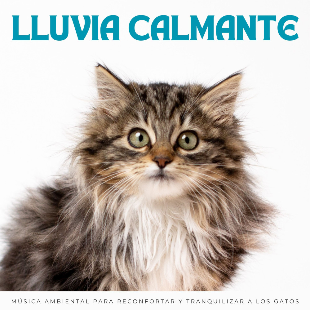 Serenidad Del Día Lluvioso Para Gatos