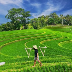 ดาวน์โหลดและฟังเพลง Mari Bergoyang พร้อมเนื้อเพลงจาก Elegant