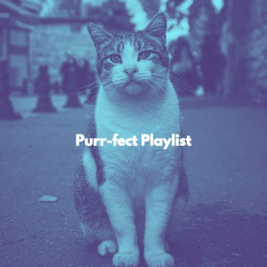 Purr-fect Playlist
