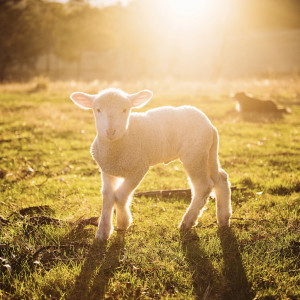 Album Psalm 23 from Piper Swan