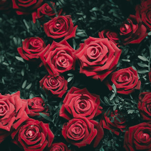 Listen to Rosa song with lyrics from Jose Leon