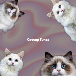 Catnap Tunes
